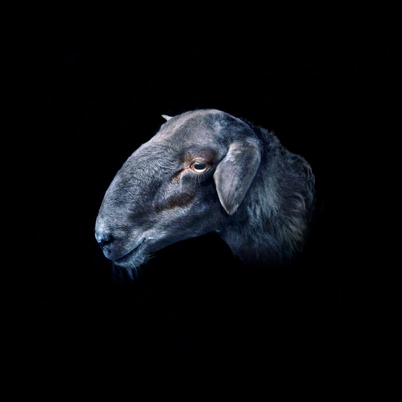 CdRK_B1_carma casula