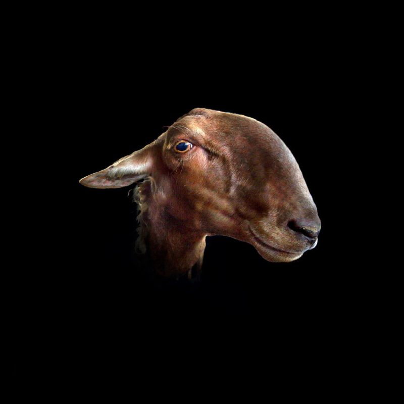 CdRK_B2_carma casula